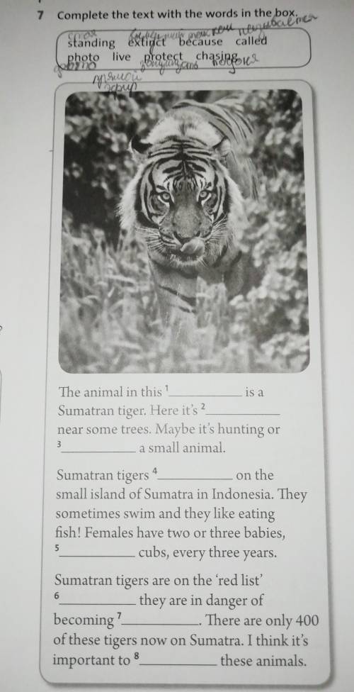 Complete the text with the words in the box The animal in thisis aSumatran tiger. Here it's ?near s