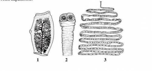 рассмотрите рисунки 1-3 на которых изображена головка,членик и общий вид паразитического червя. Как