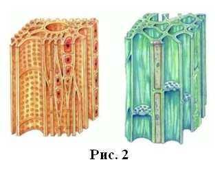 Рассмотрите рисунки. 1. К каким тканям относятся клетки, изображённые на рисунках? 2. Какая особенно