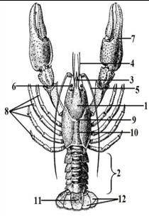 описать и назвать конечности речного рака, изображенные на картинке