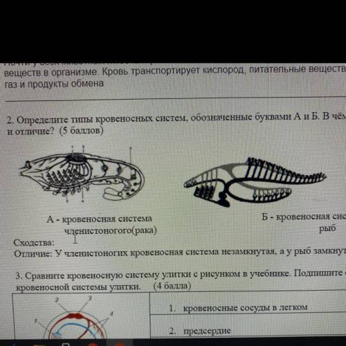 2. Определите типы кровеносных систем, обозначенные буквами А и Б. В чём их сходства и отличие? ( )