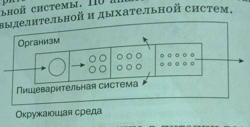 Рассмотрите схему, отражающую функционирование пищеварительной системы. По аналогии с ней составьте