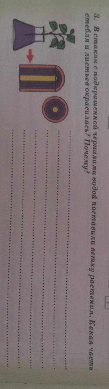 В стакан с подкрашенной чернилами водой поставили ветку растения. Какая часть стебля и листьев окрас