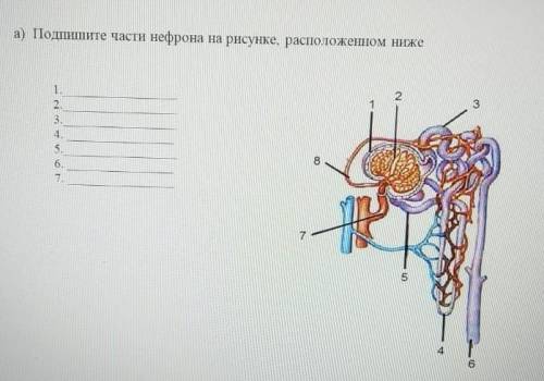 Подпишите части нефрона на рисунке​