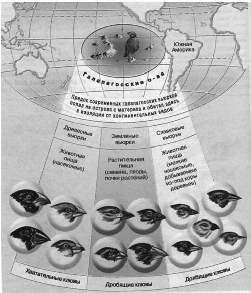 Как Вы думаете, какой вид изоляции привёл к появлению многообразия вьюрков на Галапагосских островах