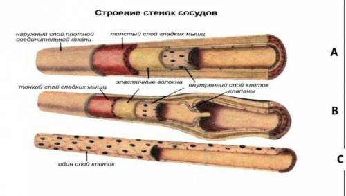 Задание 4. Кровеносные сосуды. Заполните таблицу укажите название, функции, особенности строения.Дес