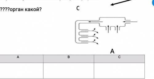 Укажите тип кровеносной системы под буквами А, В и орган кровеносной системы под буквой С.​