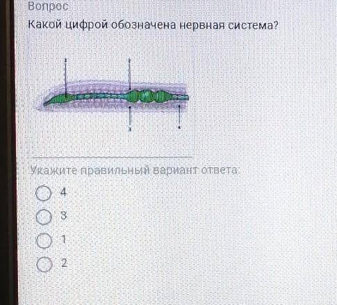 Вопрос Какой цифрой обозначена нервная система?Укажите правильный вариант ответа 123 4​