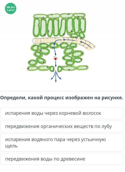 Определи какой процесс изображён на рисунке? испарения воды через корневой волосокпередвижения орган