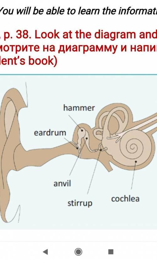 Ex. 4, p. 38. Look at the diagram and write a monologue how we hear. Посмотрите на диаграмму и напиш