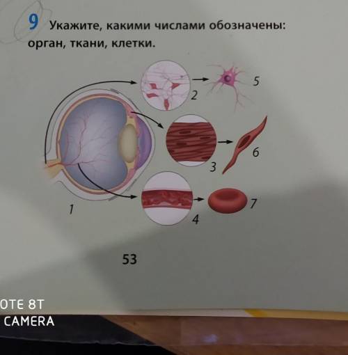 . 9 Укажите, какими числами обозначены:орган, ткани, клетки.1234567​