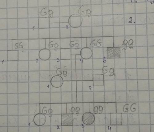 Установите вероятность гетерозиготности мужчины №3 в поколении 2. ответ поясните ​