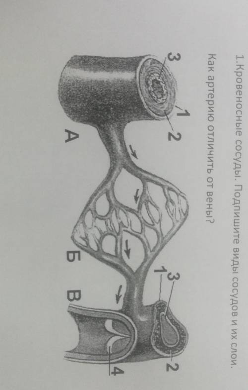 1.Кровеносные сосуды. Подпишите виды сосудов и их слои.Как артерию отличить от вены?​