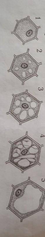 4. Рассмотрите рисунок. Какой процесс изображен на рисунке?Какой цифрой обозначена самая молодая кле