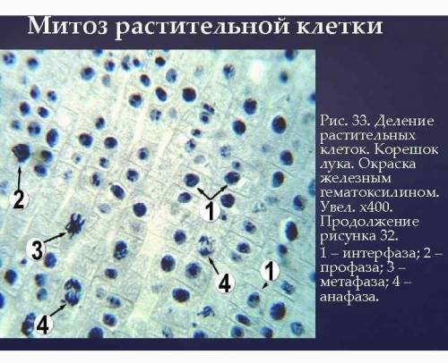 Лабораторная работа №2 «Митоз в корешке лука»Цель работы: обнаружить и зарисовать фазы митоза.Оборуд