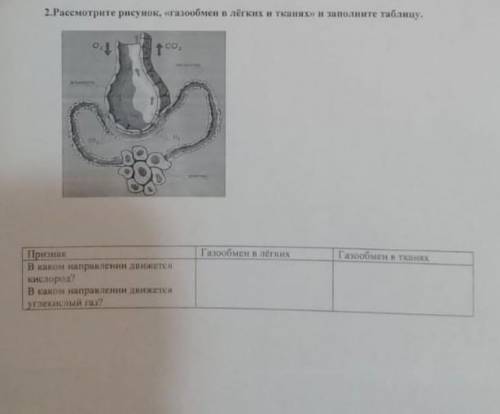 Рассмотрите рисунок гозообмен в лёгких и запалните таблицу​