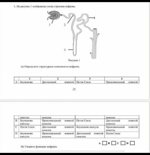 На рисунке 1 изображена схема строения нефрона надо