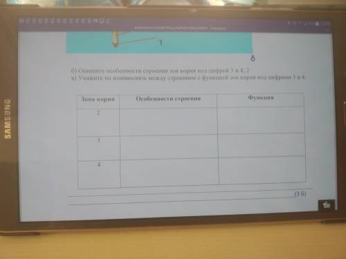 Рассмотрите изображение А. Назовите зону корня. Заполните таблицу. Б.опишите особенности строения зо