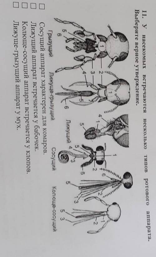 1. У насекомых встречаются несколько типов ротового аппарата.выберите верное утверждение​