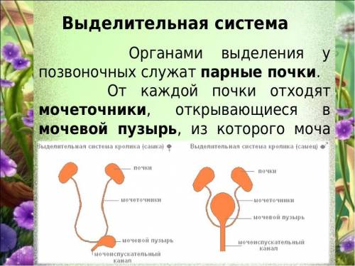 Написать синквейн, используя основные понятия темы: выделение, листопад, почки. Для работы используй