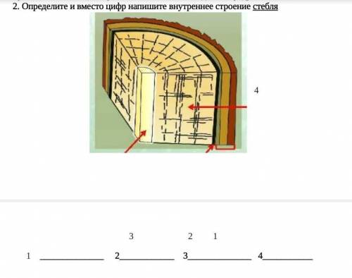 Определи вместо цифр внутренее строение стебля фото сверху