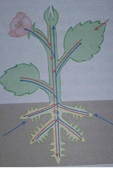 На рисунке показаны стрелочками два пути транспорта веществ. А) Как называется путь транспорта вещес