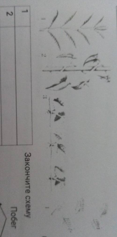 Какие побеги обосначены под цифрами 1-4?​