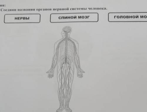 Соединий название органов системы человека нервв спиной мозг головной ммозг