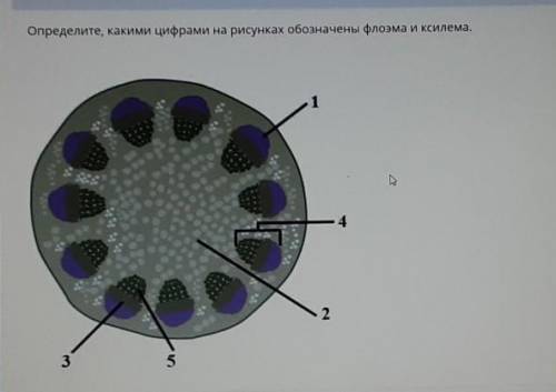 Определите, какими цифрами на рисунках обозначены флоэма и ксилема.​