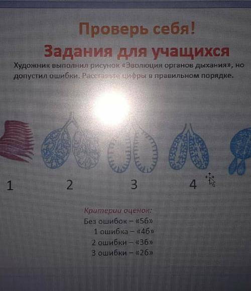 Художник выполнил рисунок эволюция органов дыхания но допустил ошибки расставте цифры в правильном п