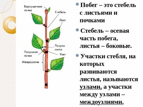 1. Что такое побег? 2. Из чего состоит побег? Строение побега отразите в виде рисунка с указанием ег