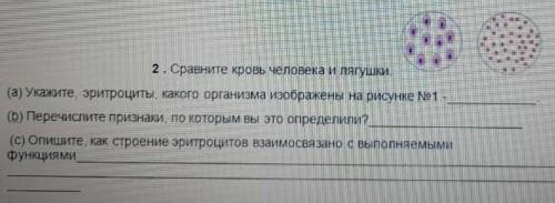 Сравните кровь человека и лягушки (а)Укажите эритроциты какого организма изображены на рисунке номер