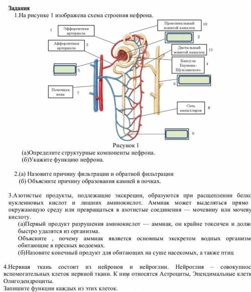 Сор по Биологии 2 Четверть спочн ​