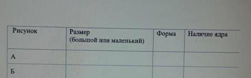 Необходимо выяснить, какой из образцов крови принадлежит человеку. Определите по микропрепаратам кро