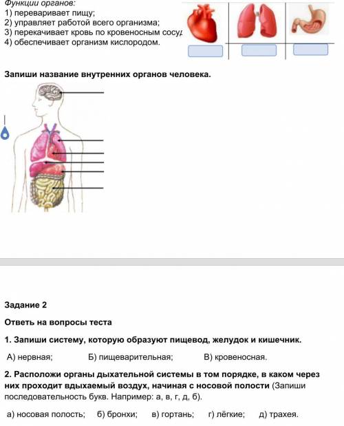 у меня СОР! В 1 задании надо определить ФУНКЦИИ ОРГАНОВ.и записать название внутренних органы челове