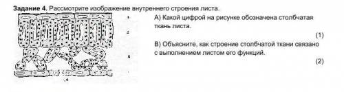 Задание 4. Рассмотрите изображение внутреннего строения листа. А) Какой цифрой на рисунке обозначена