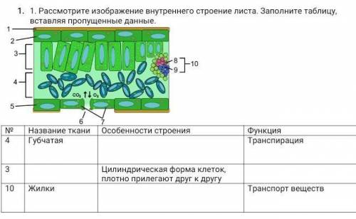 1. Рассмотрите изображение внутреннего строение листа. Заполните таблицу, вставляя пропущенные данны