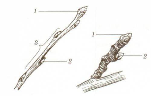 Рассмотрите рисунок 1. Подпишите название частей побега.