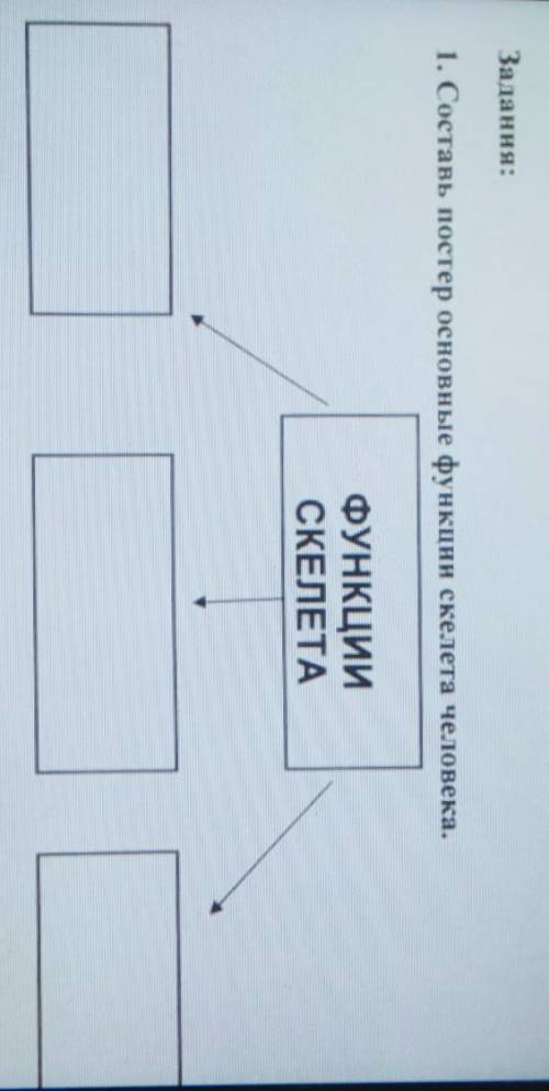 Составь постер основные функции скелета человека.​2 класс.Естествознание