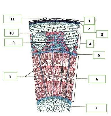 2.4. Клетки какой проводящей ткани обозначены цифрой 1 на рисунке? ​