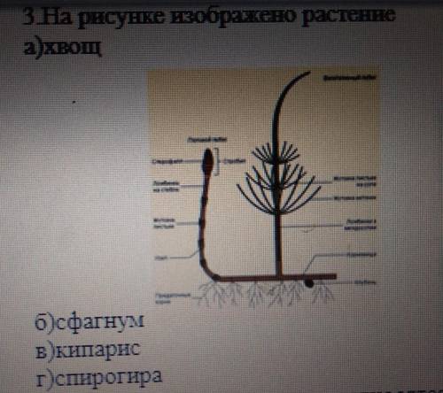 — н.3 На рисунке изображено растениеа)хвощб)сфагнумв кипарисг)спирогира4K голосеменным растениям отн
