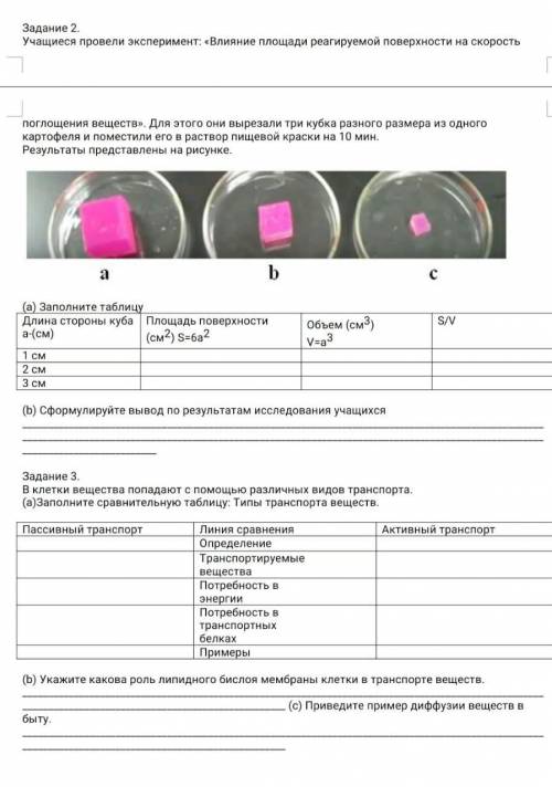 Учащиеся провели эксперимент: «Влияние площади реагируемой поверхности на скорость поглощения вещест