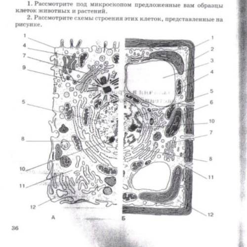 Обозначьте соответствующими цифрами основные части клеток! очень