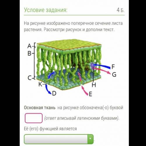 Основная ткань на рисунке обозначена буквой... Ее(его)функцией является..