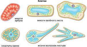 Клетка плода помидора рисунок