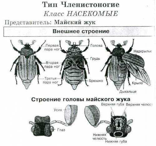 Лабораторная работа №2. «Внешнее строение насекомого». Цель работы: изучить внешнее строение насеком