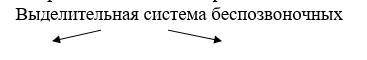 Заполните схемы. Тема системы органов животных