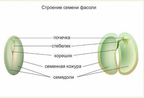 Опишите строение семени фасоли