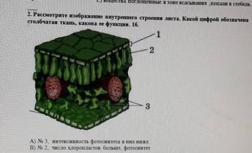 рассмотрите изображение внутреннего строение листа. Какой цифрой обозначена столбчая ткань, какова е