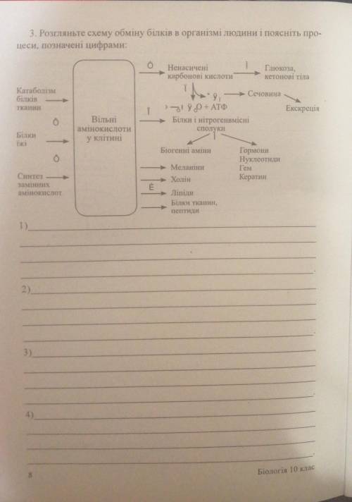 3. Розгляньте схему обміну білків в організмі людини і поясніть, процеси , позначені цифрами:​